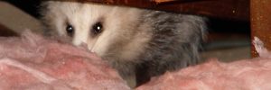 Opossum in an attic