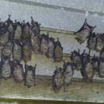 Bat removal services