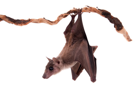 Hanging bat
