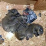 Family of raccoons in a homeowner's attic