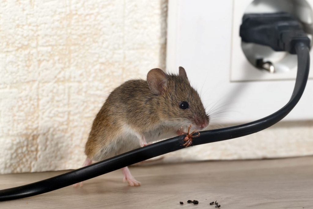 Mouse Chewing a Wire