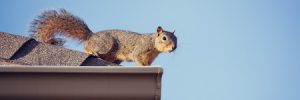Squirrel on Roof