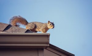 Squirrel on Roof