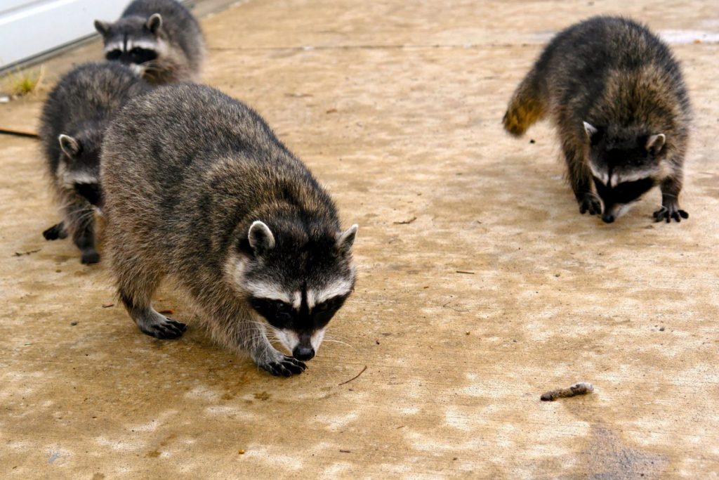 Racoons Pest Control