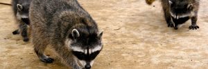Racoons Pest Control