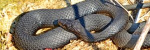 Snake Pest Control Problem