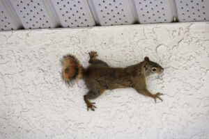 A squirrel of the side of a stucco wall.