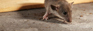 mouse in house sniffing crumbs
