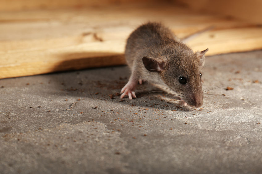 Why Do Mice Keeping Coming Into My Home? 