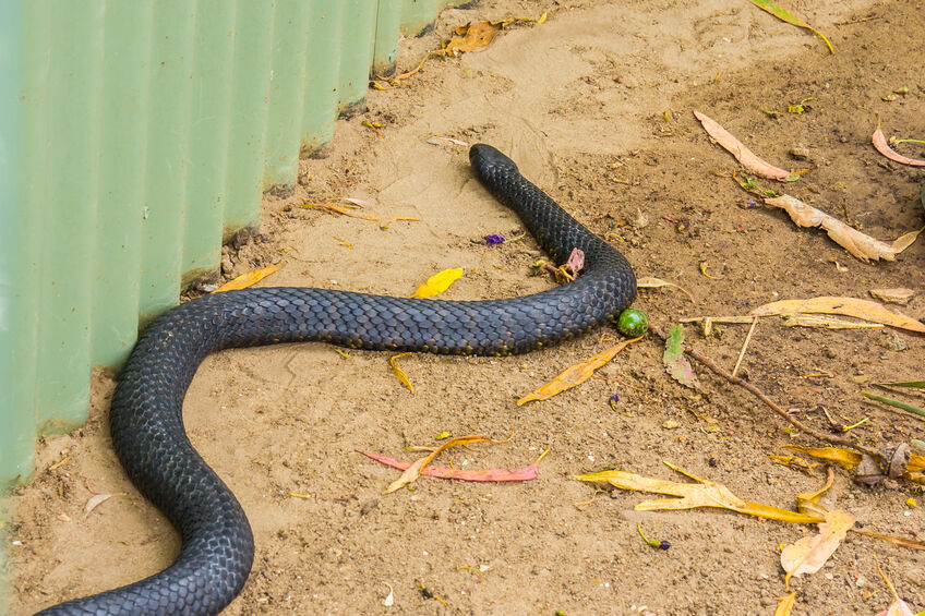 snake near a backyard shed