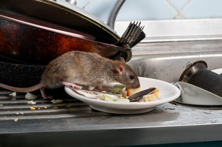 Rat eating off plate