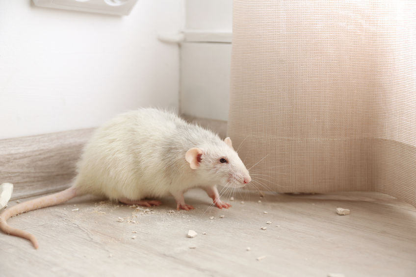 White rat on floor indoors