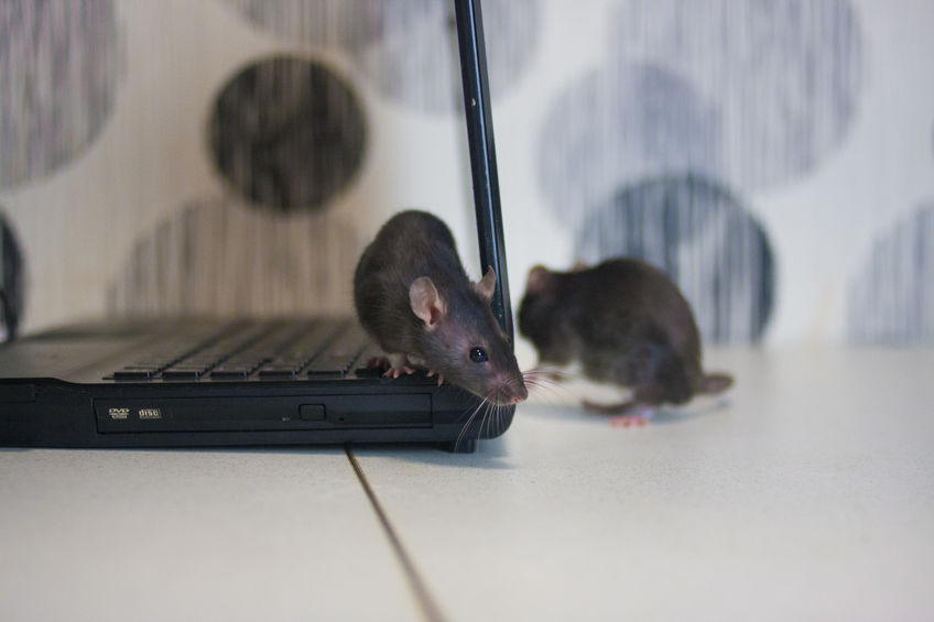 Rats in house climbing on homeowner's laptop 